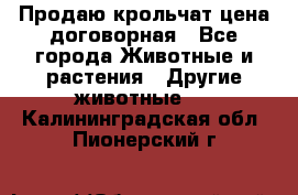 Продаю крольчат цена договорная - Все города Животные и растения » Другие животные   . Калининградская обл.,Пионерский г.